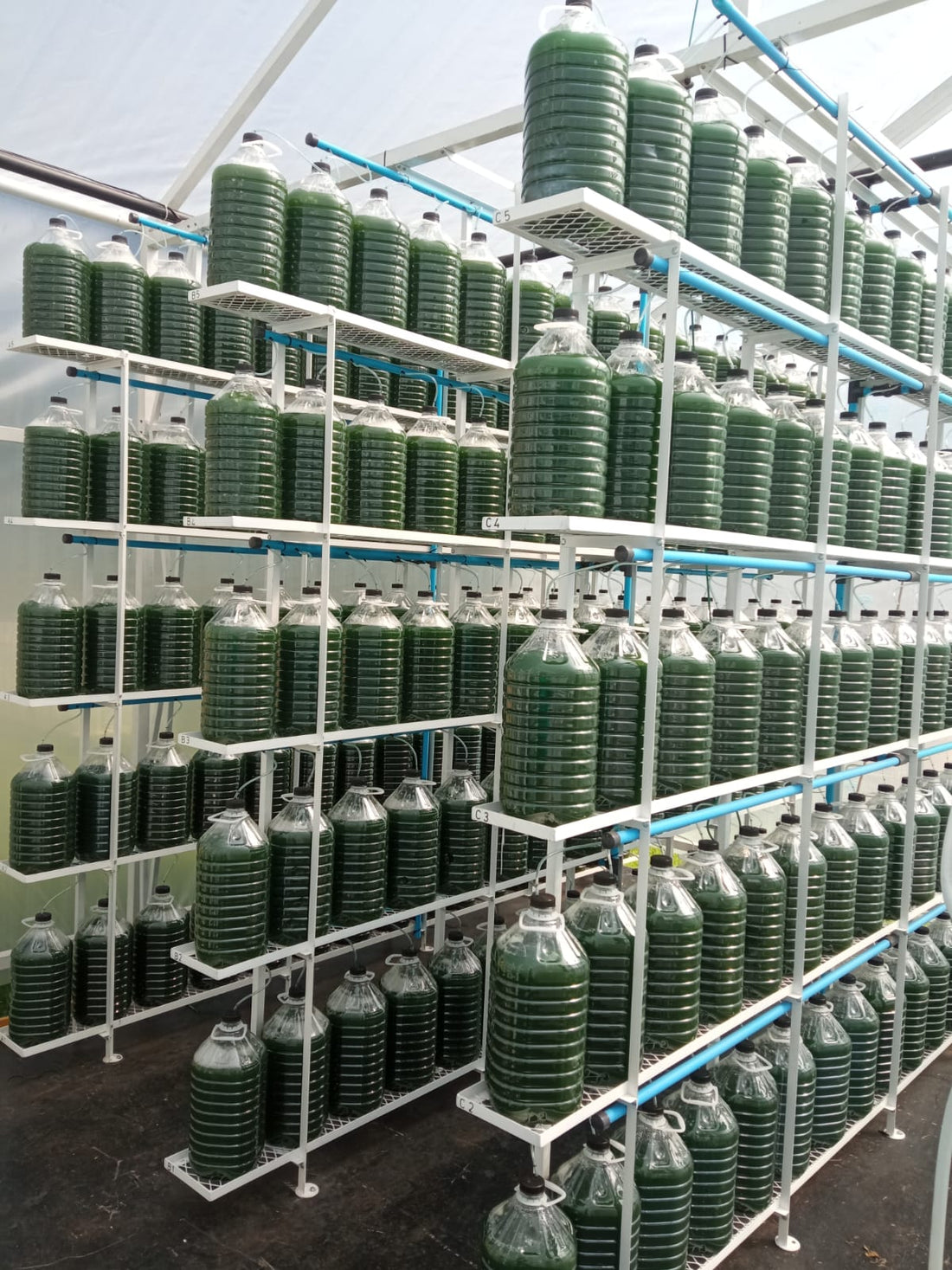 photobioreactor