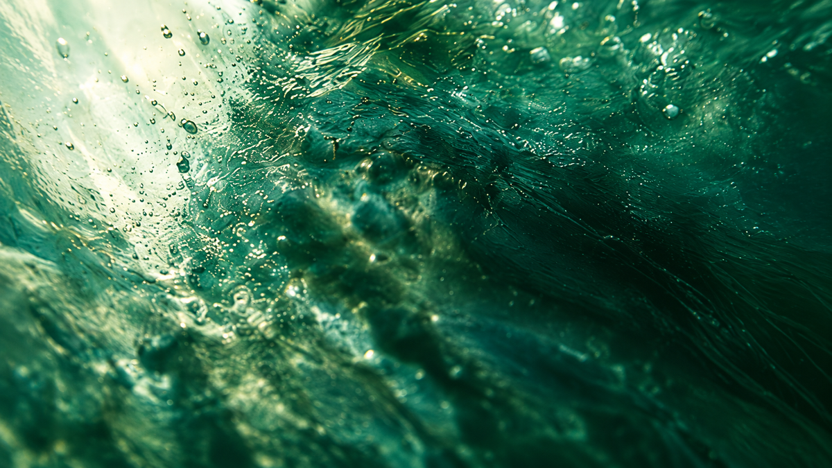 Fresh spirulina in water
